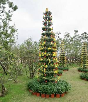 藝菊造型--塔菊